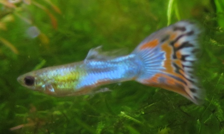 国産アクアマリンプラチナモザイクグッピー(ペア)