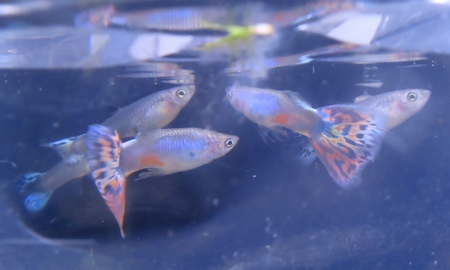 国産ラズリーモザイクグッピー(ペア)