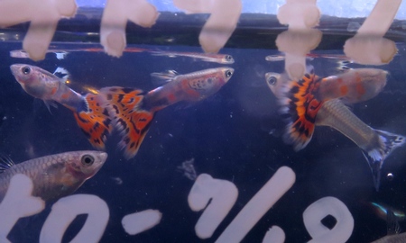 国産オールドファッションモザイクグッピー(ペア)