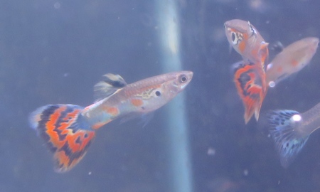 国産オールドファッションモザイクグッピー(ペア)