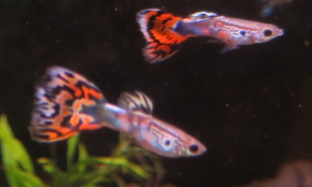 国産オールドファッションモザイクグッピー(ペア)