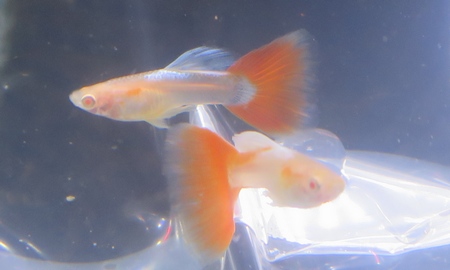 国産RREAアクアマリンレッドテールグッピー(ペア)