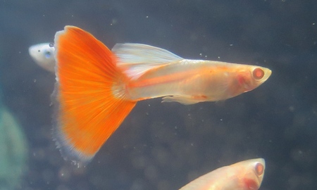 国産RREAアクアマリンレッドテールグッピー(ペア)