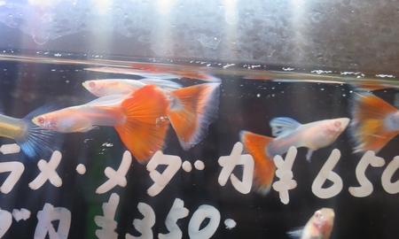 国産RREAアクアマリンレッドテールグッピー(ペア)