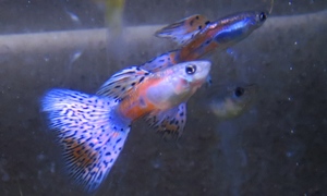 国産レッドグラスグッピー(ペア)