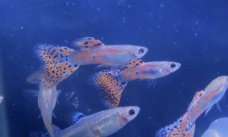 国産レッドグラスグッピー(ペア)