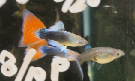 国産レッドテールネオンタキシードグッピー