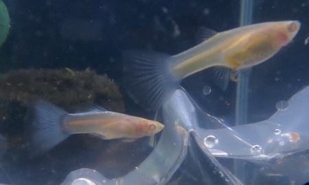 国産RREアクアマリンネオンテールグッピー(ペア)