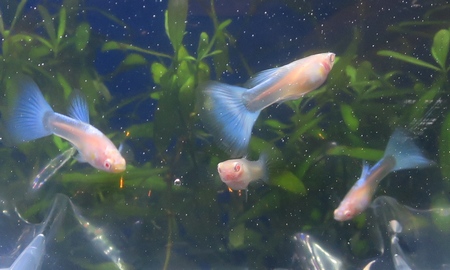 国産RREアクアマリンネオンテールグッピー(ペア)