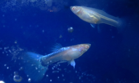 国産RREアクアマリンネオンテールグッピー(ペア)