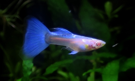 国産RREアクアマリンネオンテールグッピー(ペア)