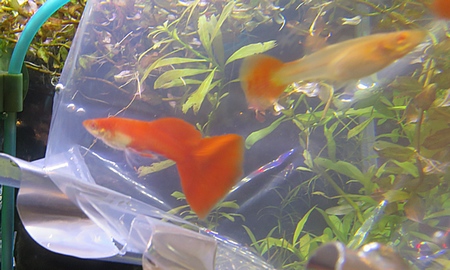 国産RREAフルレッドグッピー(ペア)