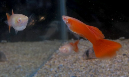 RREAフルレッドグッピー