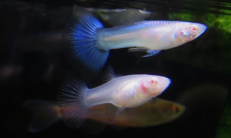 国産RREAスーパーホワイトグッピー