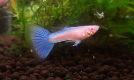 国産RREAスーパーホワイトグッピー