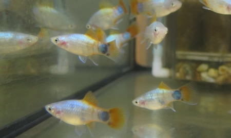 ブルーバタフライプラティ