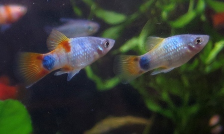 ブルーバタフライプラティ