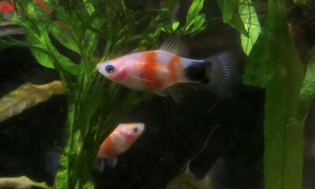 レッドタイガーミッキーマウスプラティ