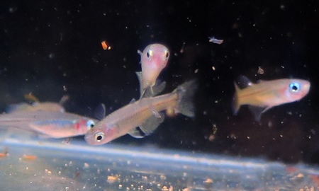 バタフライレインボー