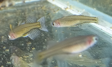 バタフライレインボー