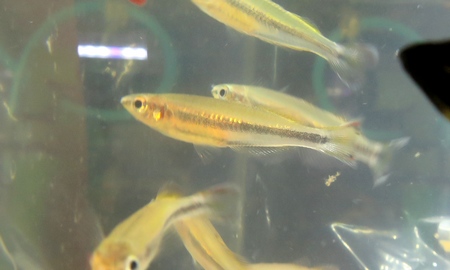 マダガスカルレインボー