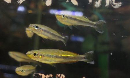 マダガスカルレインボー