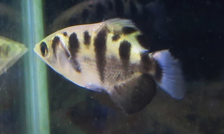 セブンスポットアーチャーフィッシュ