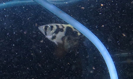 ゼブラアーチャーフィッシュ