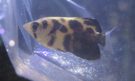 ゼブラアーチャーフィッシュ