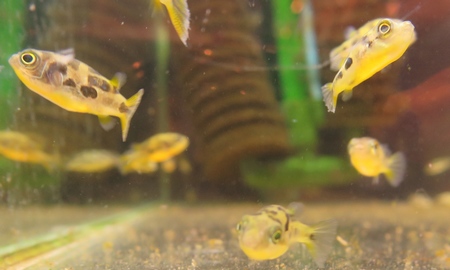 アベニーパファー