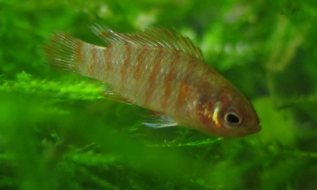 スカーレットジェム