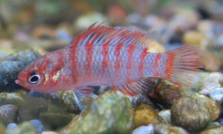 スカーレットジェム